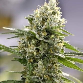 Lemon Haze Auto (Expert Seeds)
