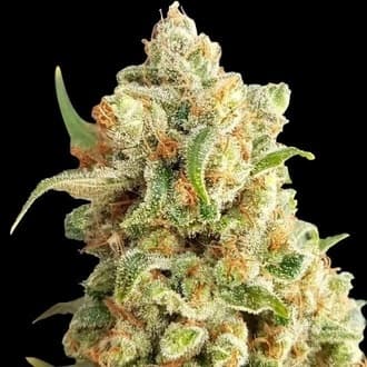 New York Diesel Auto (Expert Seeds)