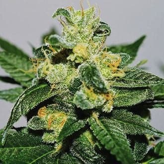 White Gold (Expert Seeds)