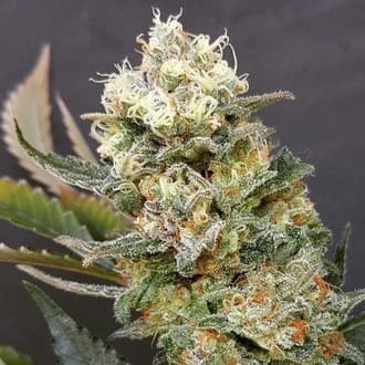 ZkittleZ Glue (Expert Seeds)