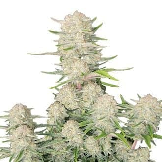 Apricot Auto (FastBuds)