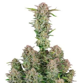 Bruce Banner Auto (FastBuds)