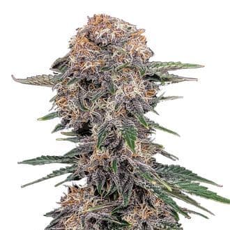 Cherry Cola Auto (FastBuds)