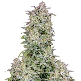 Forbidden Runtz Auto (FastBuds)