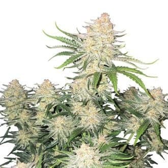 Frostbanger Auto (FastBuds)