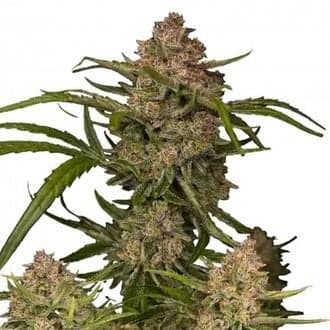 Guava Auto (FastBuds)