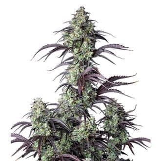 Mimosa Cake Auto (FastBuds)