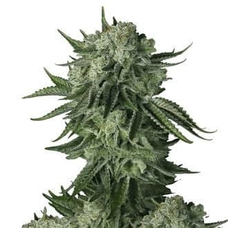 Moby Dick Original Auto (FastBuds)
