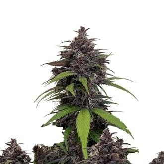 Purple Haze Auto (FastBuds)