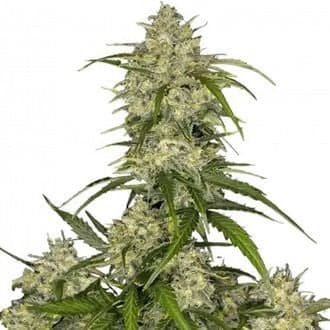 Sour Jealousy Auto (FastBuds)
