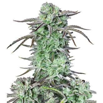 Strawberry Banana Auto (FastBuds)