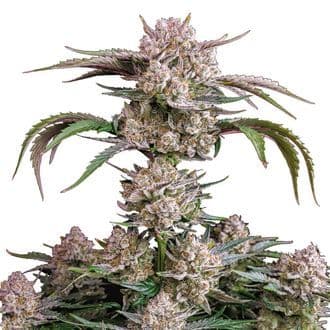 Strawberry Gorilla Auto (FastBuds)