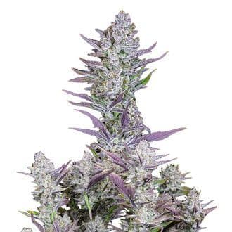 Wedding Glue Auto (FastBuds)