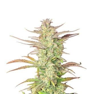 Z-Up Auto (FastBuds)