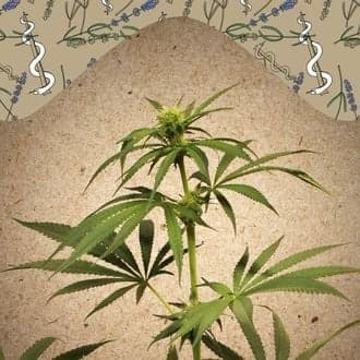 CBD Terra Italia (Female Seeds)