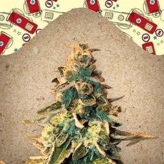 Chem OG (Female Seeds)
