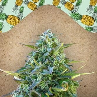 Critical Sour (Female Seeds)