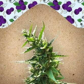 Dream Berry (Female Seeds)