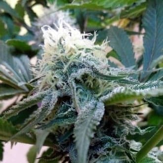 Douce Nuit (French Touch Seeds)