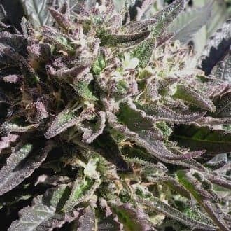 Frencheese (French Touch Seeds)