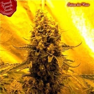 Sativa Des Rois (French Touch Seeds)