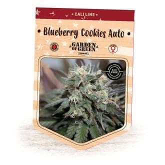 Blueberry Cookies Auto (Garden of Green)
