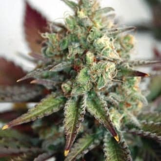 Critical 2.0 XL Auto (Garden of Green)