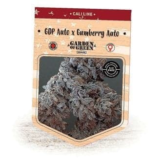 GDP Auto x Gumberry Auto (Garden of Green)
