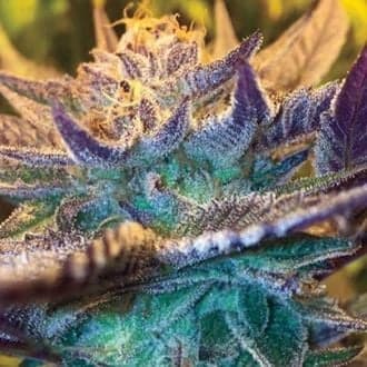 Girl Scout Cookies Auto (Garden of Green)