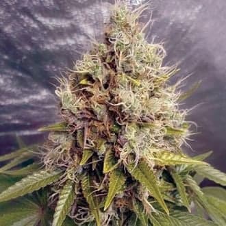 Kush Mass Auto (Garden of Green)
