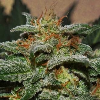Sweetberry Cough Auto (Garden of Green)
