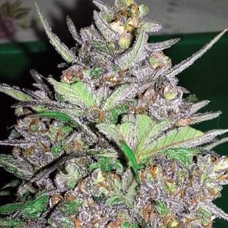 Violet Kush Auto (Garden of Green)