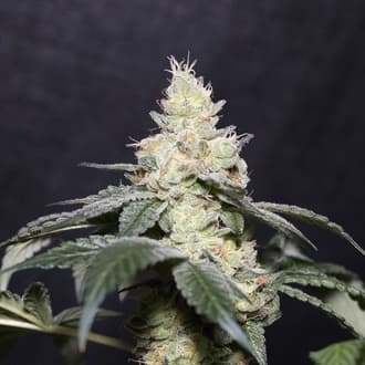 Gary Payton (Vision Seeds)