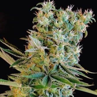 Amnesia Bilbo (Genehtik Seeds)