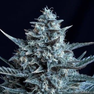 Blubonik (Genehtik Seeds)
