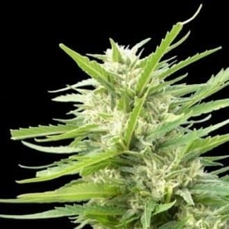 Kritikal Bilbo x AK-47 (Genehtik Seeds)
