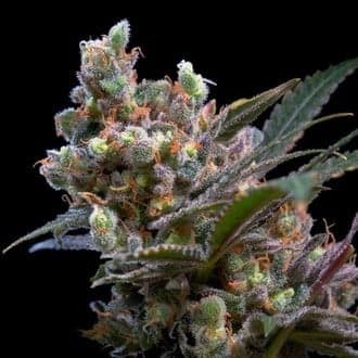 Kritikal Bilbo (Genehtik Seeds)