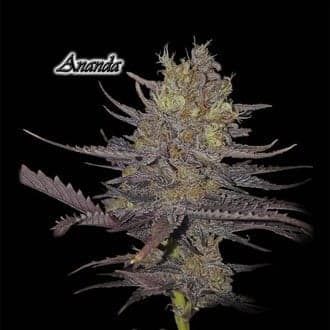 Ananda (GeneSeeds)