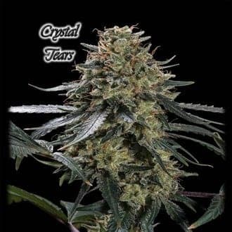 Crystal Tears (GeneSeeds)