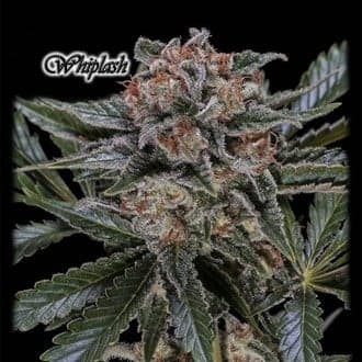 Whiplash (GeneSeeds)
