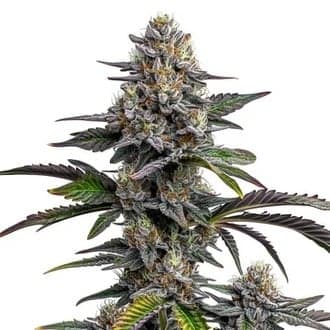 Glitter Bomb (Blimburn Seeds)