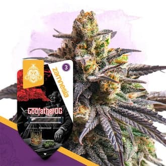 Godfather OG (Zamnesia Seeds)
