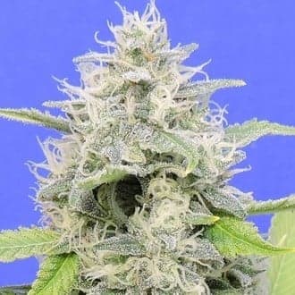 Gorilla Zkittlez (Original Sensible)