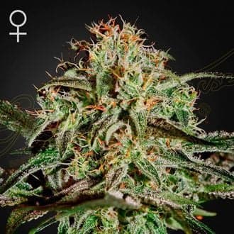 A.M.S. (Greenhouse Seeds)