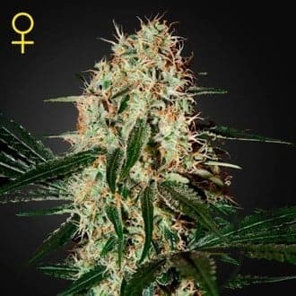 Arjan's Haze 3 (Greenhouse Seeds)