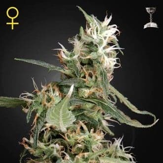 Arjan's Ultra Haze 1 (Greenhouse Seeds)
