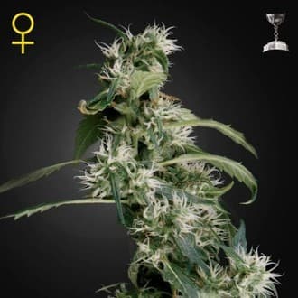 Mango Haze (Greenhouse Seeds)