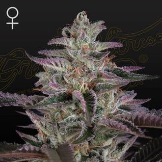 Banana Krumble (Greenhouse Seeds)