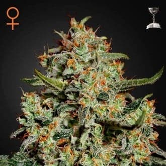 Big Bang (Greenhouse Seeds)