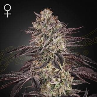 Biscotti Auto (Greenhouse Seeds)